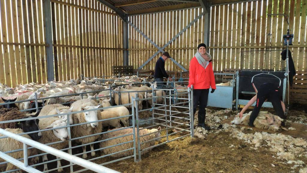 Sheep shearing